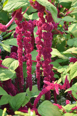 Love-Lies-Bleeding