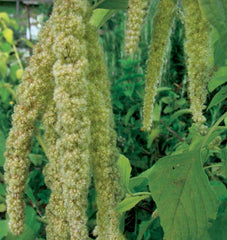 Green Tails