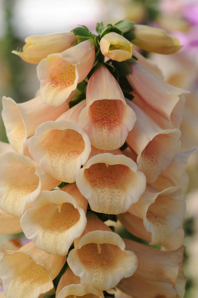 Dalmatian Peach F1 Pelleted