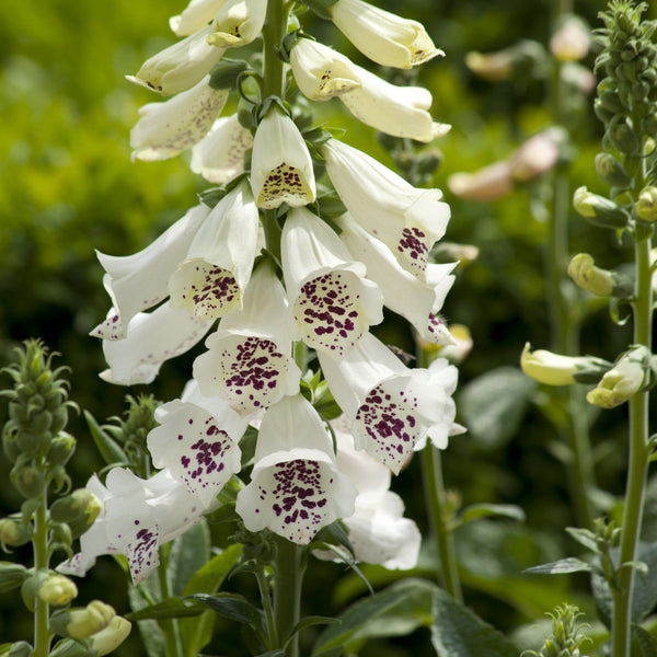 Dalmatian White F1 Pelleted