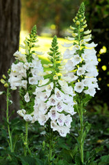 Dalmatian White F1 Pelleted