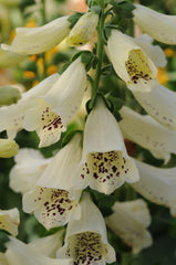 Dalmatian White F1 Pelleted