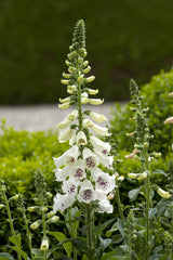 Dalmatian White F1 Pelleted
