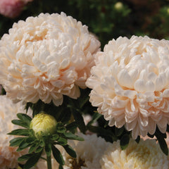 Tower Series Chamois Aster