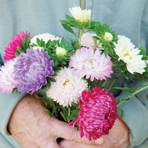 Tower Series Mix Aster