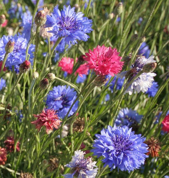 Tall Mixed Cornflower
