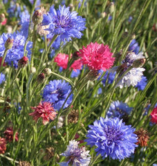 Tall Mixed Cornflower