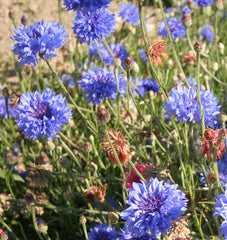 Tall Mixed Cornflower