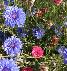 Tall Mixed Cornflower