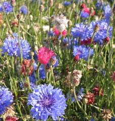 Tall Mixed Cornflower