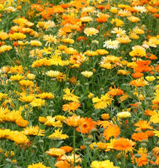Pacific Beauty Mix Organic