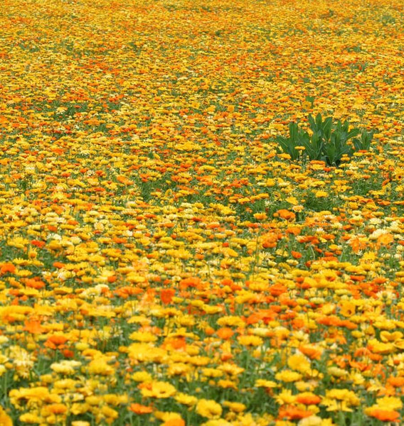 Pacific Beauty Mix Organic