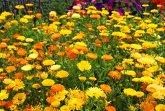 Pacific Beauty Mix Organic