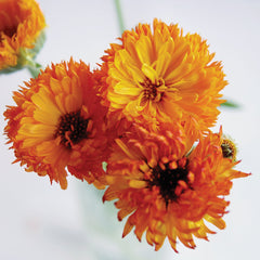 Neon Calendula