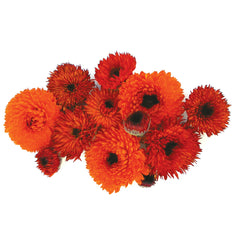 Neon Calendula