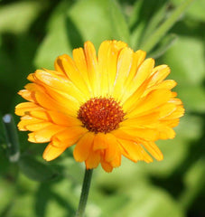 Single Orange