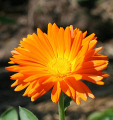 Single Orange