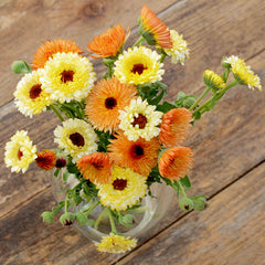 Cantaloupe Calendula