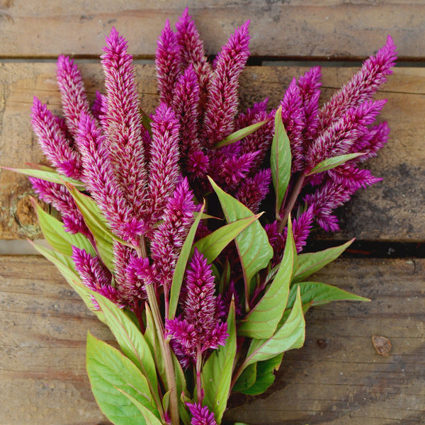 Celway Purple Celosia
