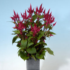Celway Red Celosia