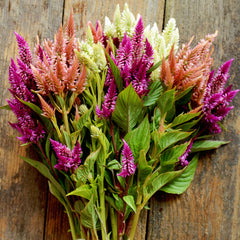 Celway Terracotta Celosia