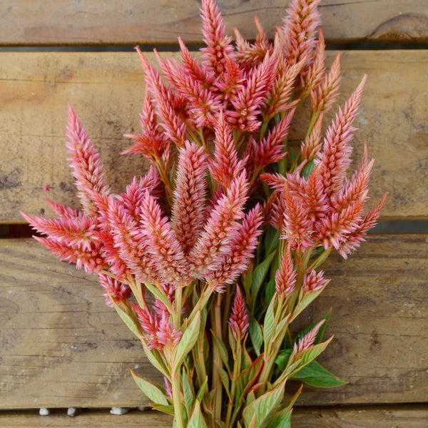 Celway Terracotta Celosia