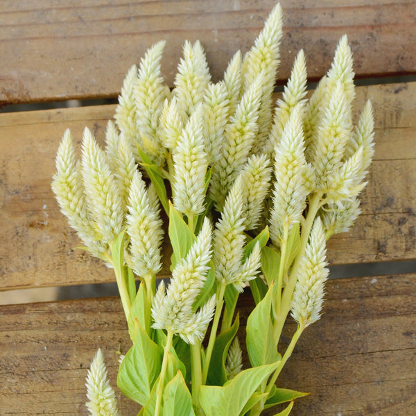 Celway White Celosia