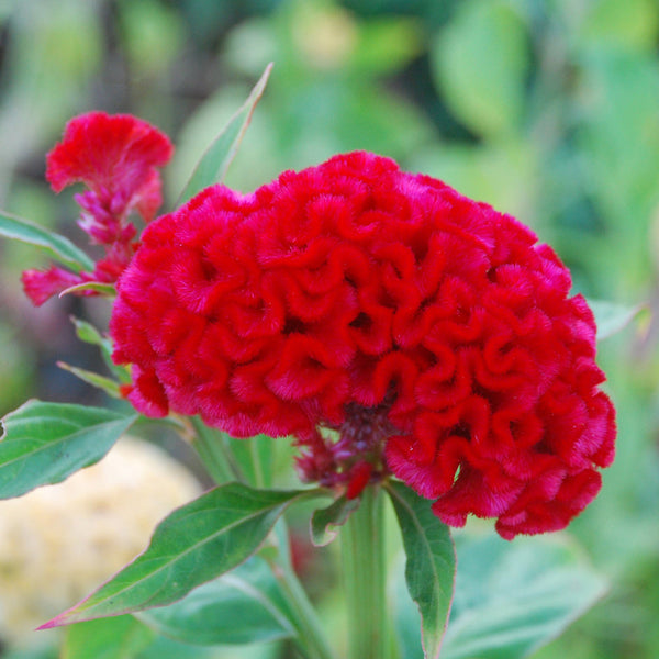 Chief Carmine Celosia