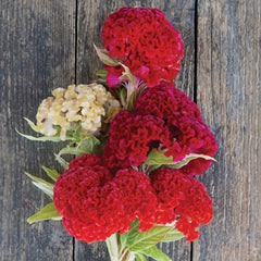 Chief Fire Celosia