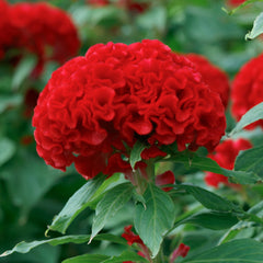 Chief Fire Celosia