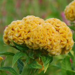 Chief Gold Celosia