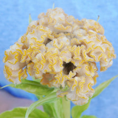 Chief Gold Celosia