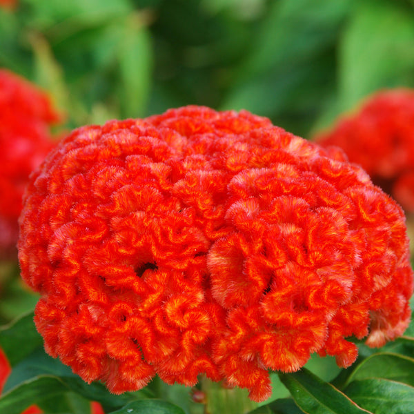 Chief Persimmon Celosia