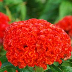 Chief Persimmon Celosia