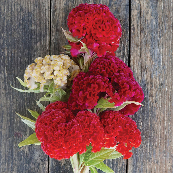 Chief Mix Celosia