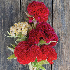 Chief Mix Celosia