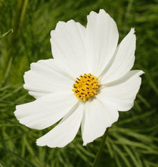 Purity