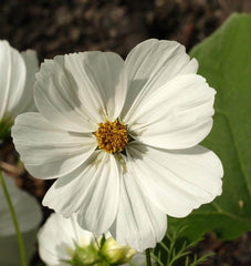 Purity