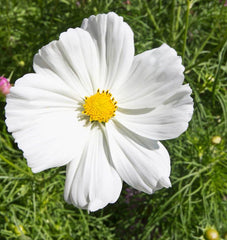 Purity