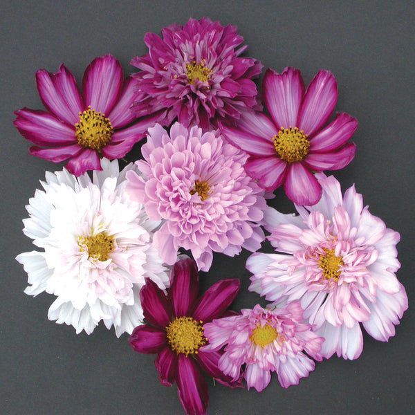 Double Click Mix Cosmos