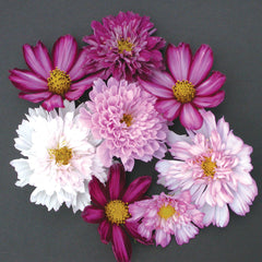 Double Click Mix Cosmos