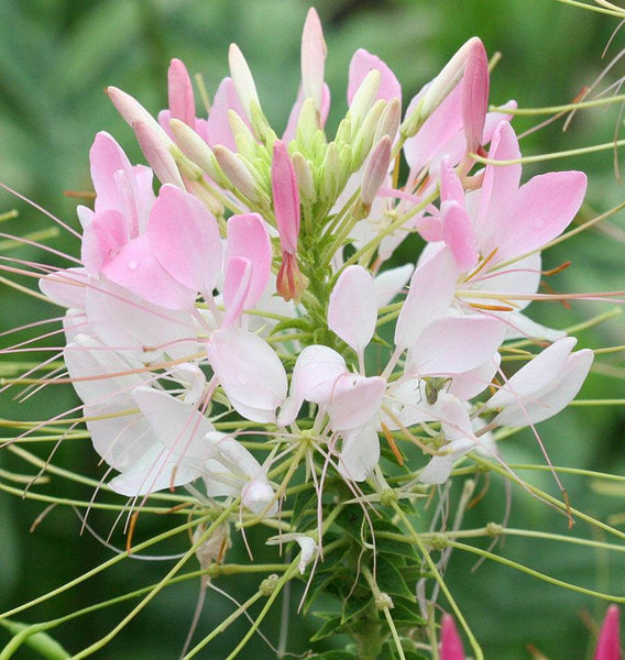 Spider Flower