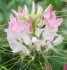 Spider Flower