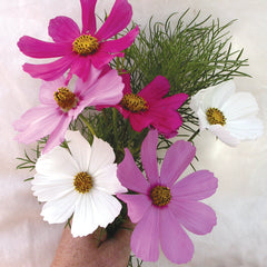 Sensation Mix Cosmos