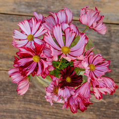 Velouette Cosmos