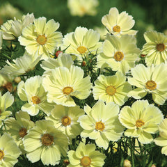 Xanthos Cosmos