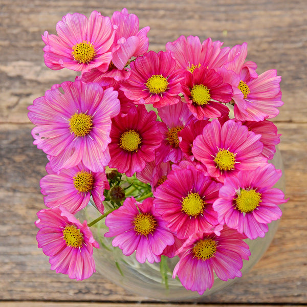 Xsenia Cosmos