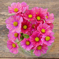 Xsenia Cosmos