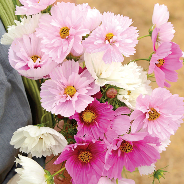 Cupcakes Mix Cosmos