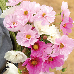 Cupcakes Mix Cosmos
